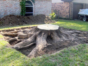 Stump Removals Johannesburg