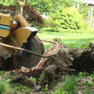 stump grinding johannesburg