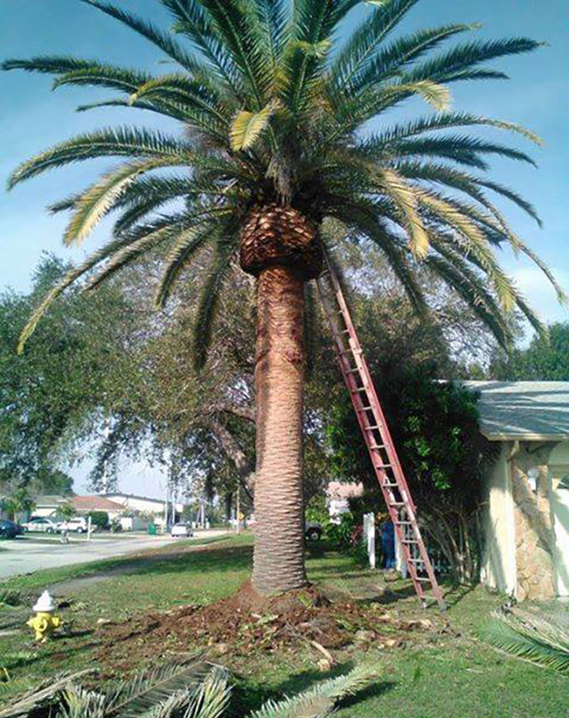 trimming palm trees