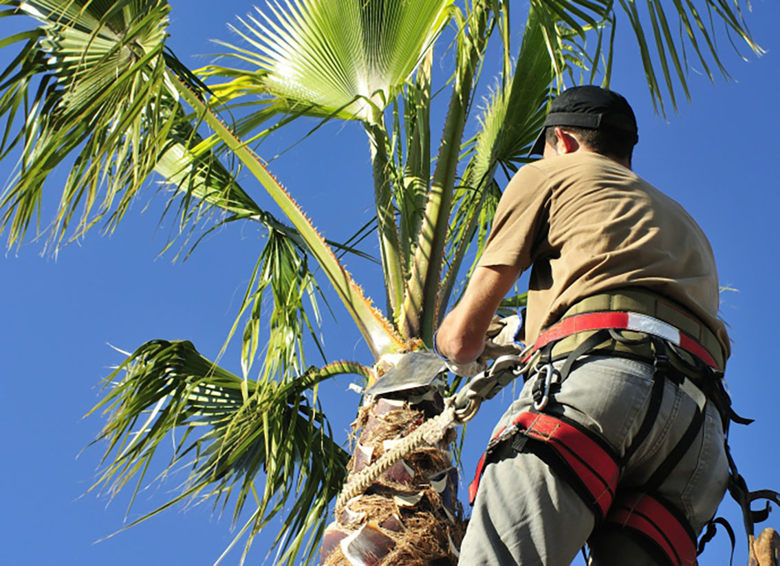 trimming palm trees