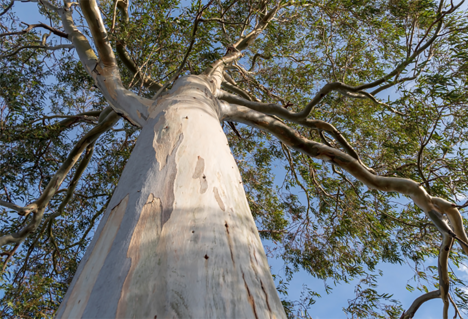 tree canopy