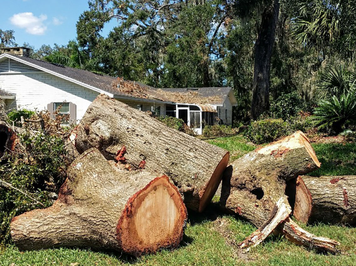 trees cut down