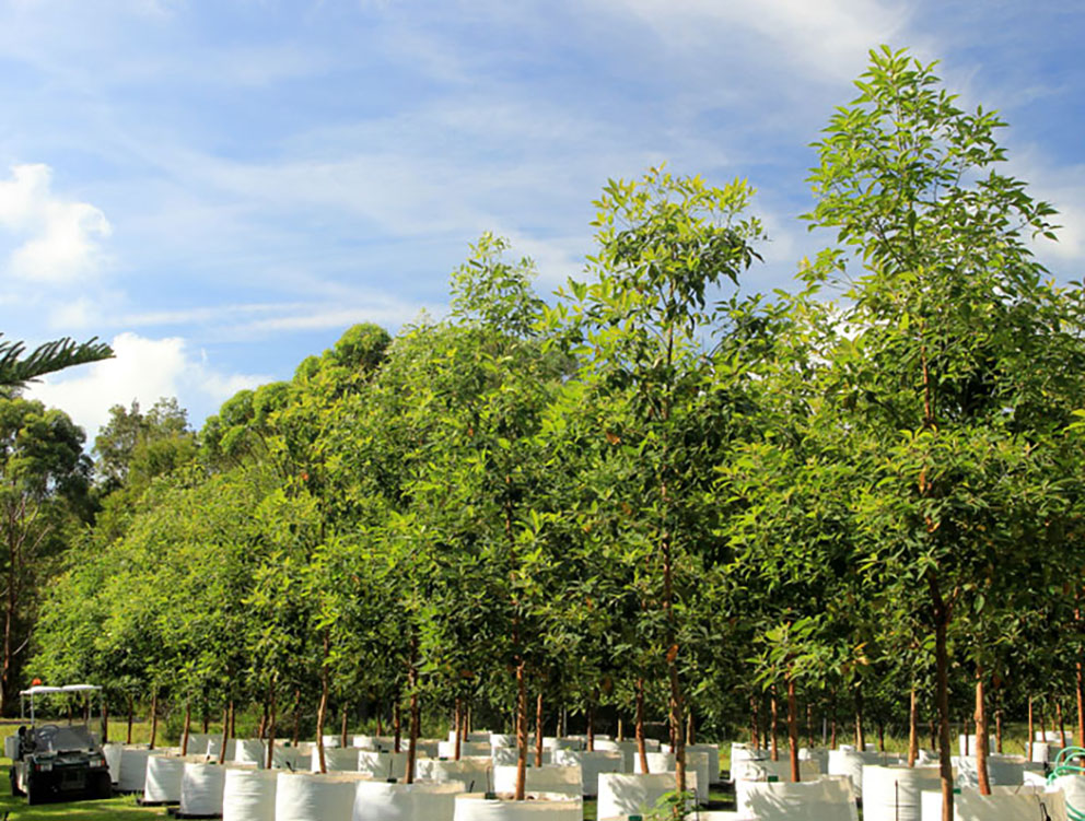 newly planted trees South Africa