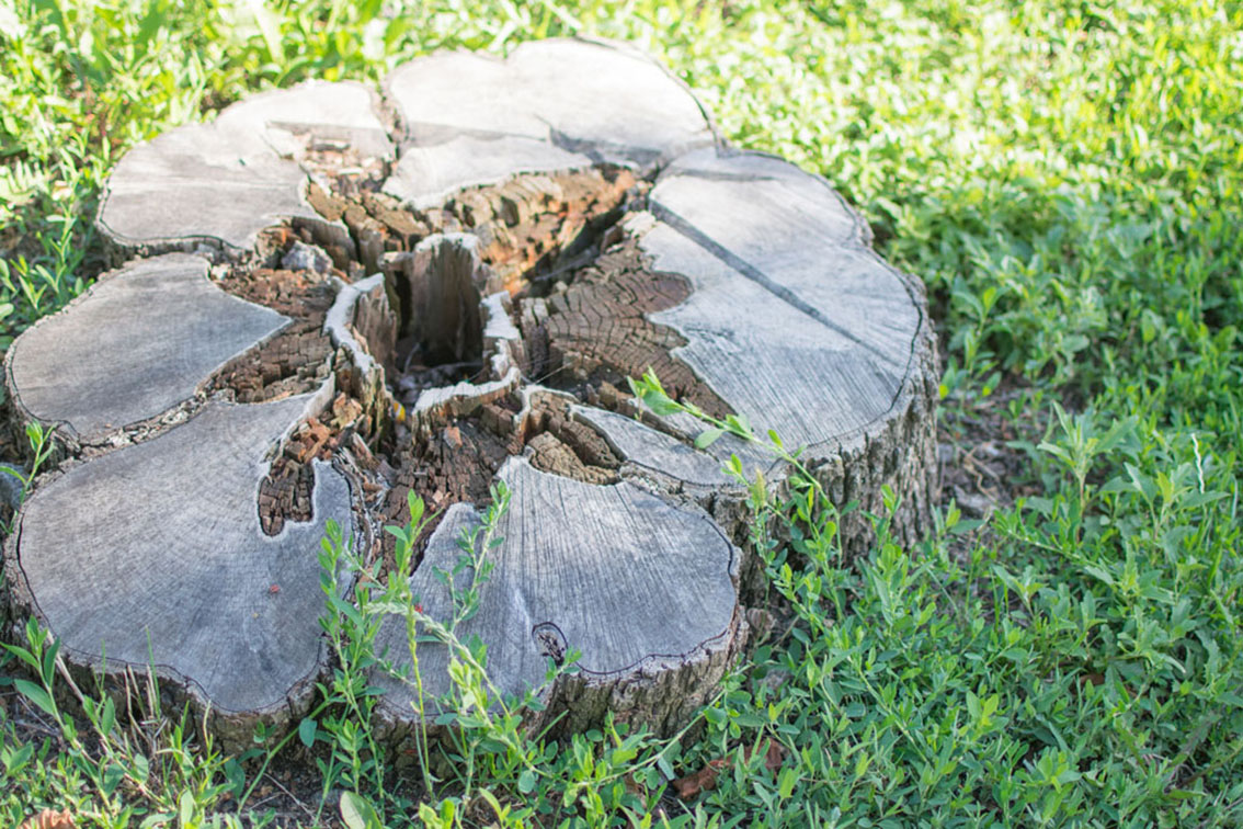 palm tree stump