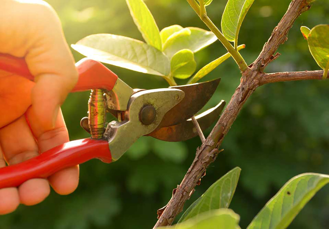 reasons to prune trees